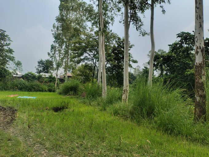 The image shows a lush green field with trees, grass, and bushes. The sky above appears hazy, suggesting an overcast day. In the background, there are buildings visible, indicating that this scene takes place near a residential area or town. The main focus of the image is on the natural elements in the foreground, while the buildings can be seen further back in the distance.