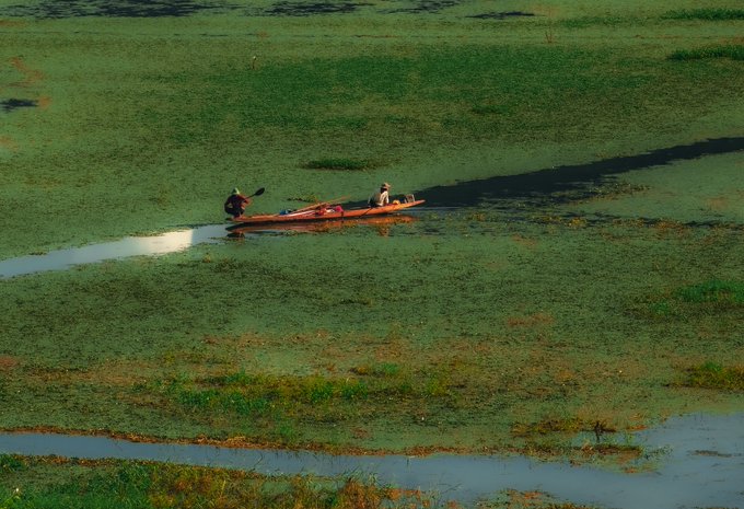 Aerial view of two people paddling kayaks through narrow water channels in a vast green wetland or marsh.