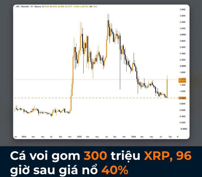 A candlestick price chart of XRP/USDT trading pair with Vietnamese text reading 'Cá voi gom 300 triệu XRP, 96 giờ sau giá nó 40%' (Whales accumulated 300 million XRP, 96 hours later price surged 40%).