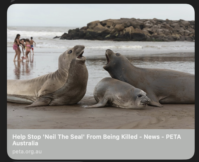 A PETA Australia article preview titled 'Help Stop 'Neil The Seal' From Being Killed' showing three elephant seals on a beach with people in the background.