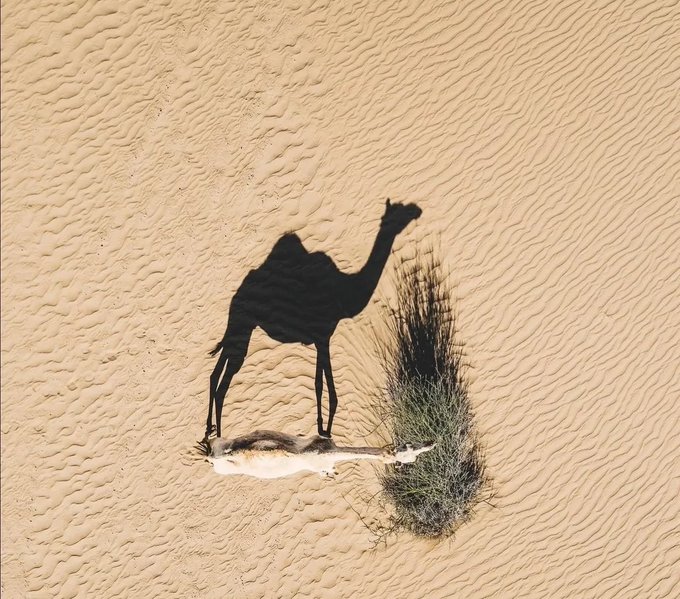 An aerial view of a camel casting a distinct shadow on rippled sand in a desert landscape.