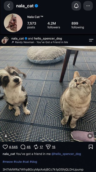 An Instagram post from 'nala_cat' showing Nala the cat sitting next to a small dog, captioned 'You've got a friend in Me @hello.spencer_dog' with hashtags #meow #cute #cat #dog.