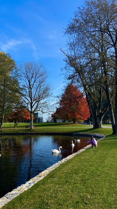 A scenic park landscape featuring a pond with white swans swimming, autumn trees with orange and red foliage, a person sitting on the grass by the water, and a clear blue sky overhead.