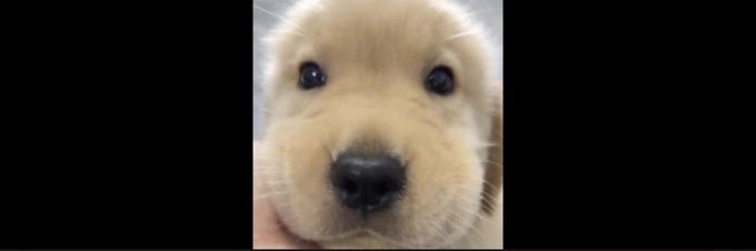 A close-up photo of an adorable golden retriever puppy with wide, soulful eyes. The puppy's earnest, pleading expression plays on the post's "DON'T SLEEP ON THIS ONE" message, using the cute dog's face as a visual hook to draw attention to the $富贵 token promotion.