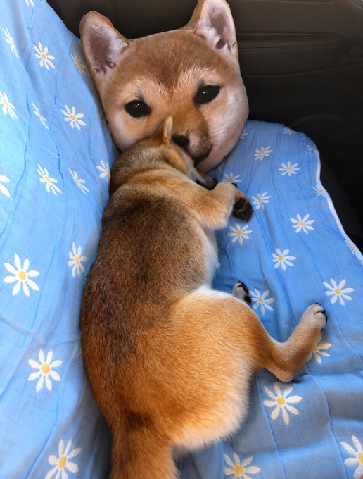 A baby Shiba Inu puppy sleeps peacefully on its back on a light blue blanket decorated with white daisies, its head resting against a plush Shiba Inu toy.