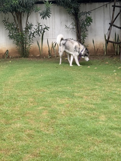 A husky dog standing on a grassy lawn in front of a concrete wall and plants.