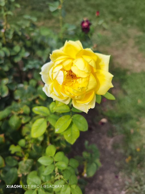 A close-up photograph of a bright yellow rose with visible stamens, set against a blurred garden background, captured on a "XIAOMI 12T PRO | @SACRA97" per the watermark.