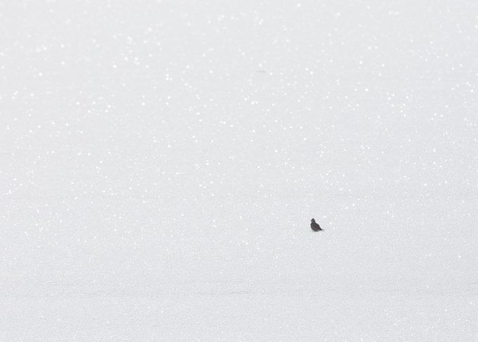 A solitary dark bird sits in a vast expanse of snow, with snowflakes speckling the white background. The minimalist, nearly monochrome composition matches the serene, contemplative theme of "The Bird in Snow" NFT edition by the artist on objkt.com.