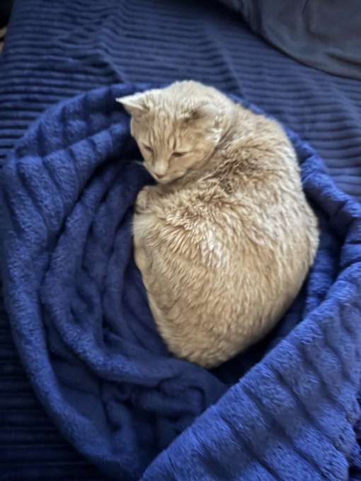 An orange tabby cat curled up asleep on a soft blue blanket.