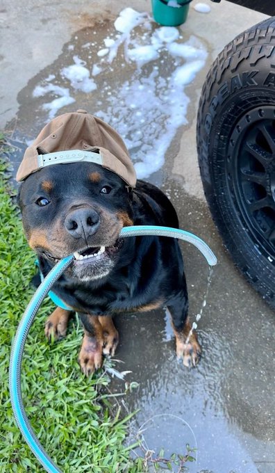 A Rottweiler dog wearing a brown cap sits on the ground holding a green garden hose in its mouth, with water leaking from the hose and a vehicle tire visible in the background.