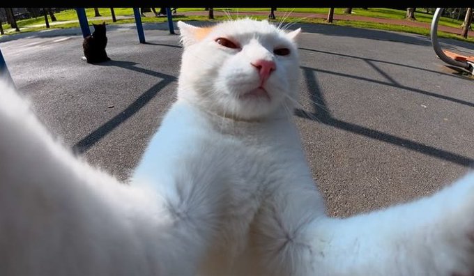 Close-up selfie-style photo of a white cat with squinted eyes looking up at the camera in a park setting with playground equipment and a black cat visible in the background.