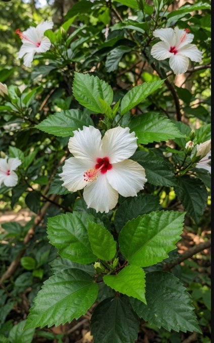 A close-up photograph of a white hibiscus flower with a red center, surrounded by lush green foliage and additional blooms.
