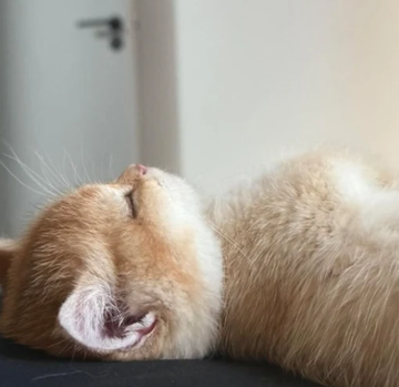 A cream-colored cat lies upside down with its head tilted back, perfectly mirroring the iconic Ascend meme pose—right down to the blissful, oblivious expression. The relaxed feline perfectly captures the meme's "everything is fine" energy, making it prime material for crypto's meme economy, especially with cashback promotions and DEX milestones hitting 20k.