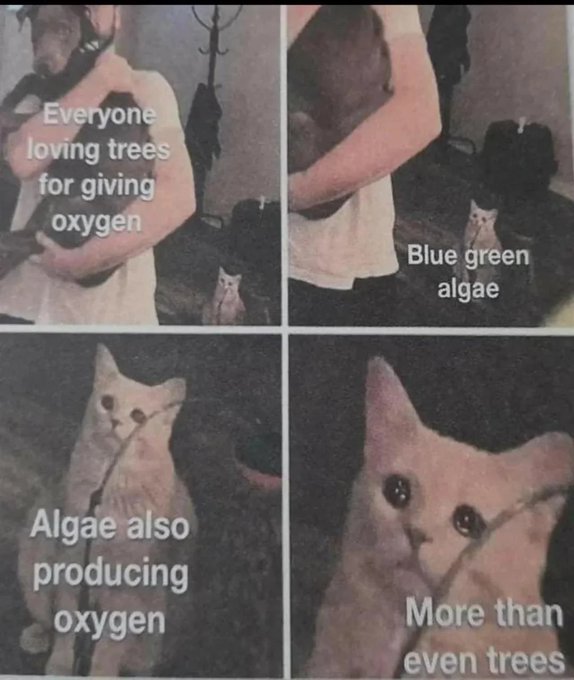 The image is a four-panel meme featuring a cat looking longingly at someone hugging another person. The panels contain text reading: "Everyone loving trees for giving oxygen," "Blue green algae," "Algae also producing oxygen," and "More than even trees." The meme highlights the overlooked contribution of blue-green algae to oxygen production, supporting the post's lament that "nobody hugs algae" for this achievement despite its outsized role in Earth's oxygen supply.