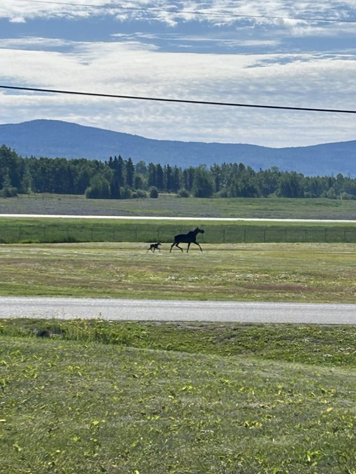 A scenic photograph of a horse and its foal running across a grassy field, with a paved path in the foreground and a forested mountain range under a partly cloudy sky in the background.