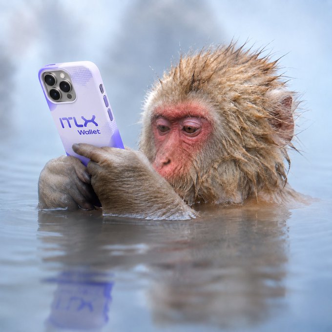 A wet Japanese macaque monkey intently stares at a smartphone displaying an "ITLX Wallet" case while soaking in a steaming hot spring. The image humorously illustrates the post's joke about being unable to resist checking the charts, with the monkey representing someone trying—and failing—to take a break from monitoring their ITLX, ITLG, and ITL tickers.