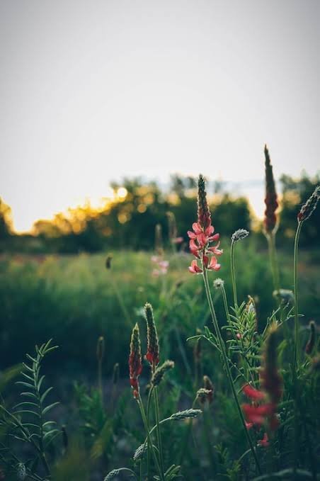 The image shows a field of flowers with red and pink blooms against a backdrop of trees. The focus of the photo is on the vibrant colors and natural beauty of the flowers, while also capturing the essence of the surrounding environment. The caption provided seems unrelated to the main subject matter and does not provide any additional information about the flowers or their significance in relation to the post.