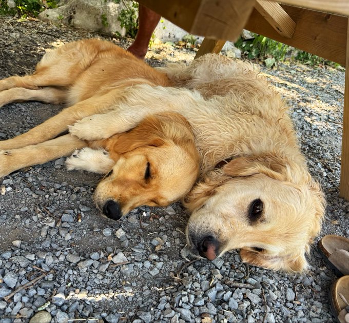 Two sleepy golden retrievers cuddle on the gravel beneath a wooden bench, perfectly capturing the lazy "good doggos morning" vibe.