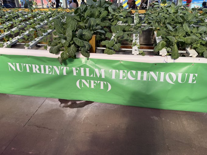 A hydroponic display showcasing lettuce growing in channels labeled "NUTRIENT FILM TECHNIQUE (NFT)" on a bright green banner. The image humorously illustrates the agricultural meaning of NFT, playing on its similarity to a cryptocurrency acronym.