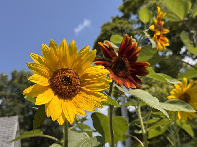 Sunflowers in various shades of yellow and deep red bloom against a clear blue sky, with green trees and foliage in the background.