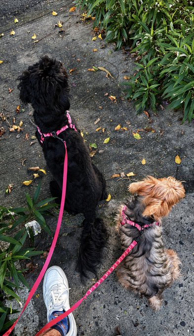Two small dogs—one black and one brown and gray—sit on a concrete path wearing matching pink patterned harnesses on pink leashes.