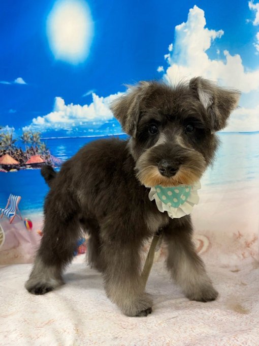 A small brown and gray schnauzer puppy wearing a teal polka-dot bow tie, posed against a beach-themed backdrop with blue sky and ocean.