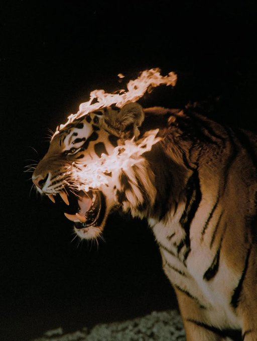 Dramatic photograph of a roaring tiger at night with flames around its head, set against a black background.