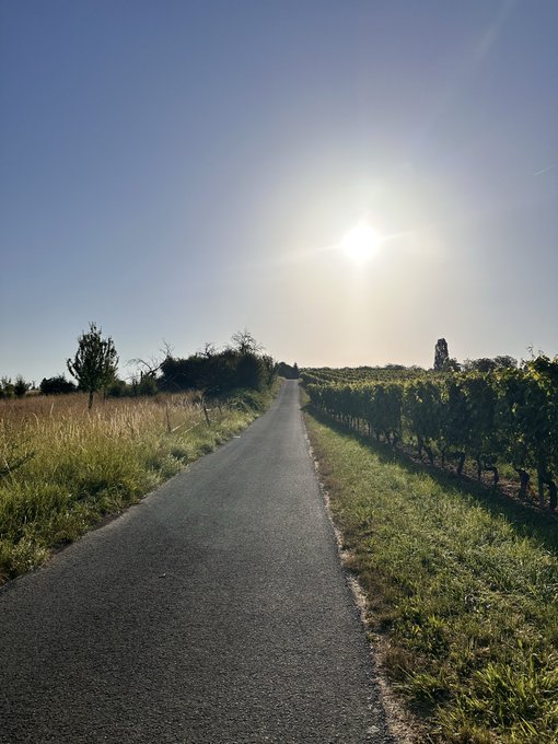 The image shows a long, empty road with a large sun in the sky above it. The road stretches out into the distance, leading towards a field of trees at the end. The sun appears to be rising from the left side of the frame, casting its warm glow over the scene and highlighting the beauty of nature.