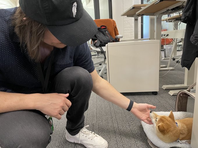 A person wearing a black baseball cap and polka-dot shirt crouches down to gently pet a Shiba Inu puppy resting on a fluffy bed in an office setting, capturing a tender "first contact" moment that mirrors the playful post's joke about the puppy being the "birth of Artificial Inu"—a pun blending AI and the dog breed.