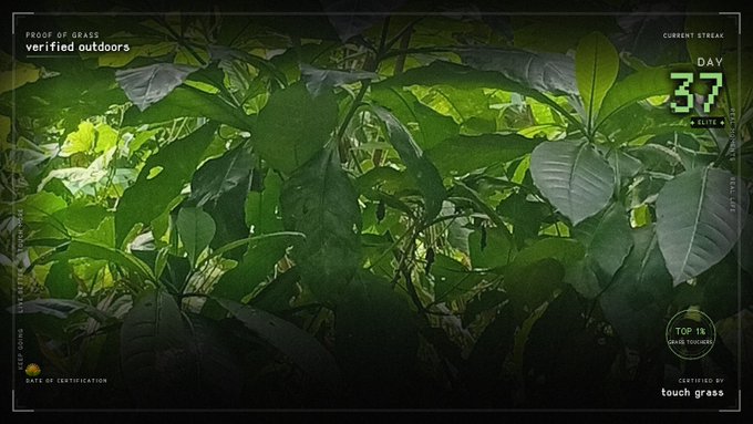 A 'Proof of Grass' certificate from touch grass showing 'verified outdoors' with a 'CURRENT STREAK' of 'DAY 37' over an image of green foliage.