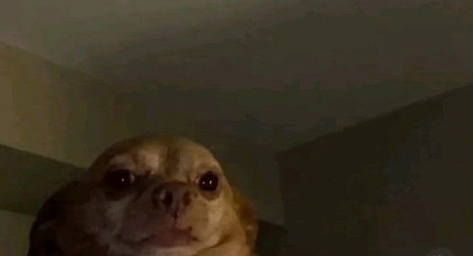 A low-light close-up photograph of a small dog with large eyes looking directly at the camera in a dimly lit room.