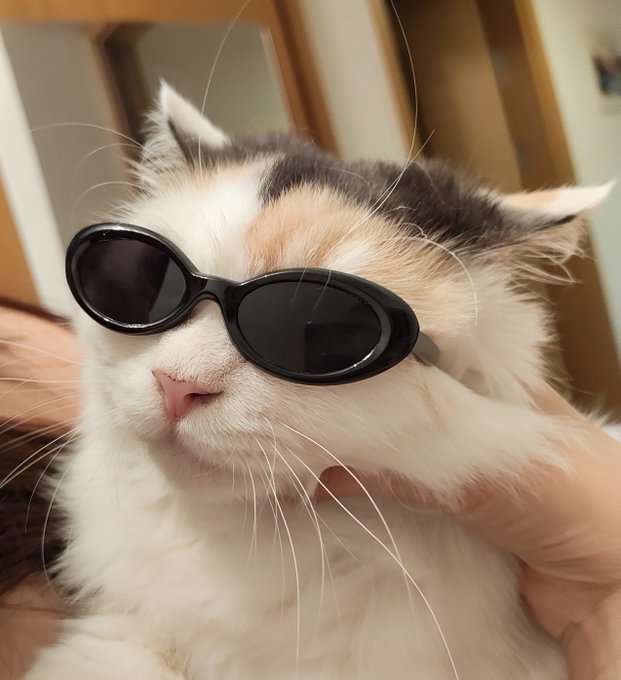 A fluffy white and grey cat wearing small black sunglasses is being held by a person, looking cool and relaxed.