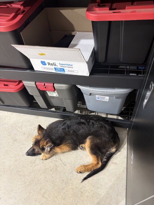 A small black and tan puppy sleeping on the floor in front of storage shelves containing red and gray plastic bins and a box of 'Reli SuperValue Trash Bags'.