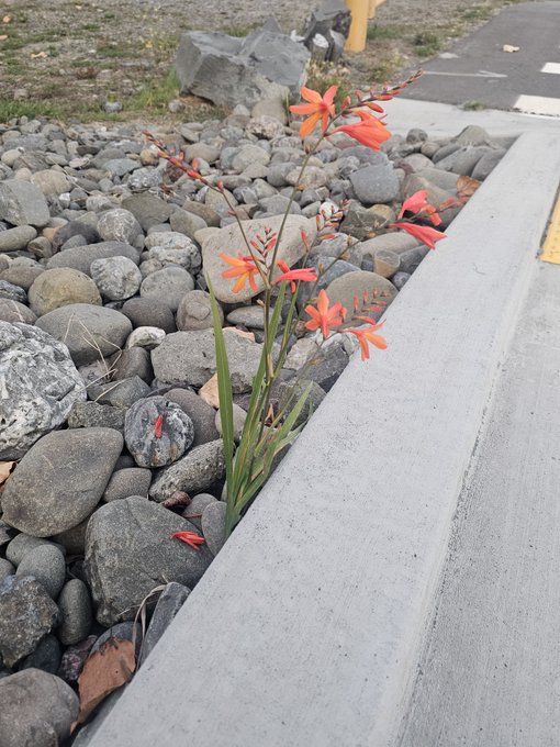 A small plant with orange-red flowers grows out of a bed of gray river rocks next to a concrete curb.