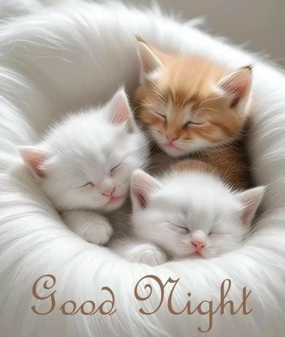 An illustration of three sleeping kittens (two white, one orange) nestled together on fluffy fur with 'Good Night' written in cursive script.