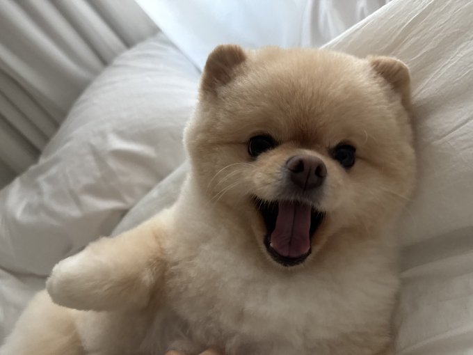 A cream-colored Pomeranian dog with a wide, open-mouthed smile lies on a white pillow. The cheerful, upbeat dog contrasts with the worried caption about waking up to a problematic account, offering a lighthearted "good morning" reaction to the bad news.