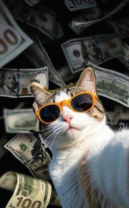 The image features a cute cat wearing sunglasses and sitting amidst American money, with stacks of US dollar bills surrounding the feline friend. The scene appears to be related to an internet post or advertisement that promotes a new "Nomiza Network" product or service.