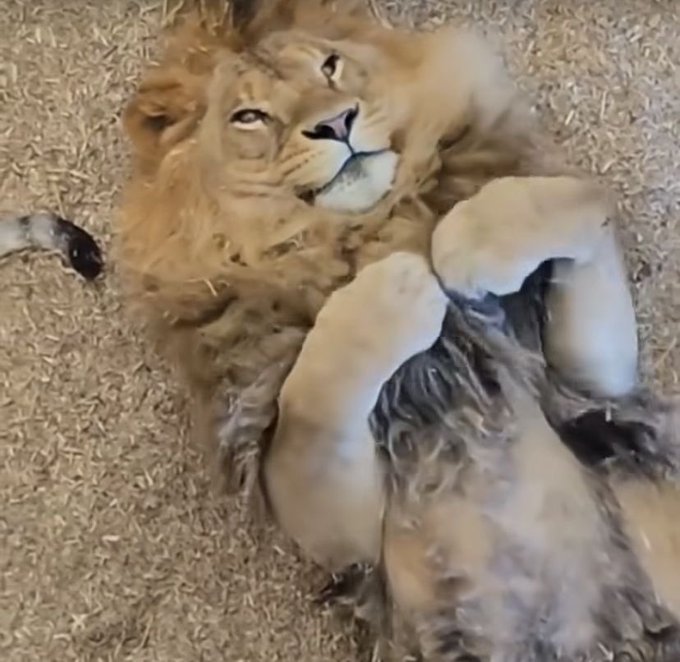 A young lion cub lying on its back on dirt ground, playfully wrestling with a furry stuffed animal, looking directly at the camera with a relaxed expression.