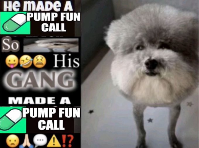 A fluffy grey and white dog looking upward, with a text overlay on the left featuring a Pump.fun pill icon and the words "HE MADE A PUMP FUN CALL So [face emojis] His GANG MADE A PUMP FUN CALL".