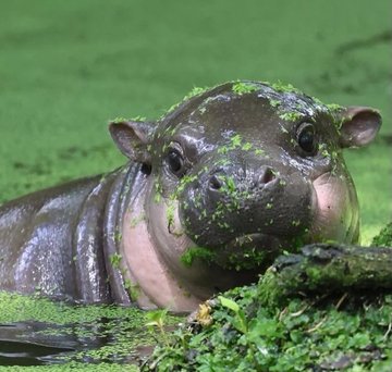 A baby hippopotamus peeks out from algae-covered water, its curious expression framed by green duckweed. The image ties into the post's message about resilience and patience in crypto, suggesting that just as the young hippo symbolizes potential growth, holding the memetoken until it "skyrockets" mirrors waiting for the right opportunity in Brazil's thriving crypto market.