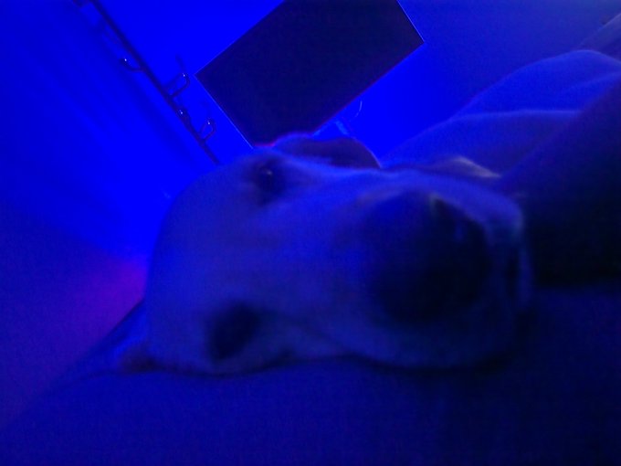 A close-up photo of a white dog's face illuminated by blue and pink lighting, appearing to rest near someone's hand in a dimly lit room.