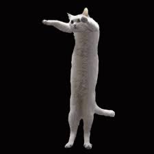 A gray and white cat standing on its hind legs with one paw extended outward against a black background.