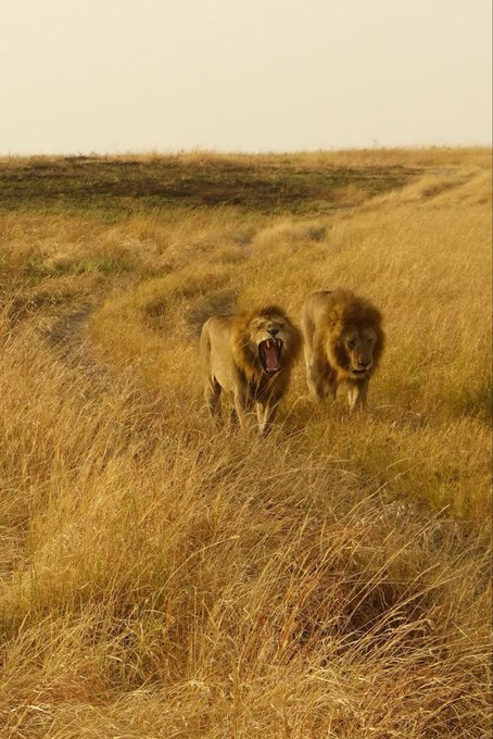 Two male lions walk through tall golden grass on the African savanna, with one roaring and the other following closely beside it under a hazy sky. The image perfectly captures the wild, untamed beauty of Africa that the post celebrates as a must-visit destination and the trip of a lifetime.