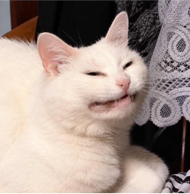 A close-up of a white cat with a smug, teeth-baring expression, sitting next to someone wearing a black and white lace outfit.