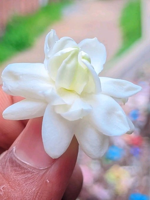 The image features a close-up of someone's hand holding a white flower, possibly a jasmine or another similar bloom. The person's thumb is positioned near the center of the image while their index finger extends outwards. In the background, there are several other flowers and plants visible, adding to the overall visual appeal of the scene.