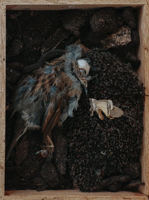 A deceased bird lies in a wooden box atop dark coal-like material, accompanied by a moth specimen with wings spread.