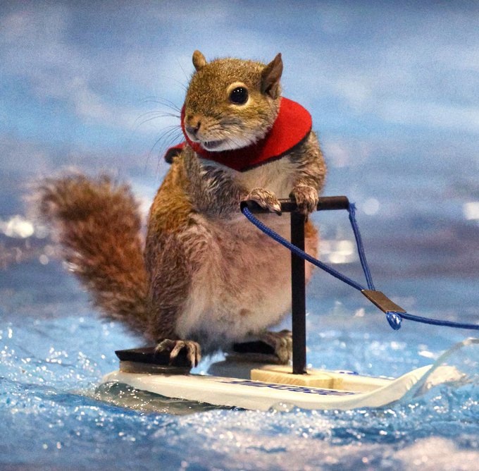 A squirrel wearing a red bandana rides a tiny surfboard on a wave, holding a rope attached to the board's frame.