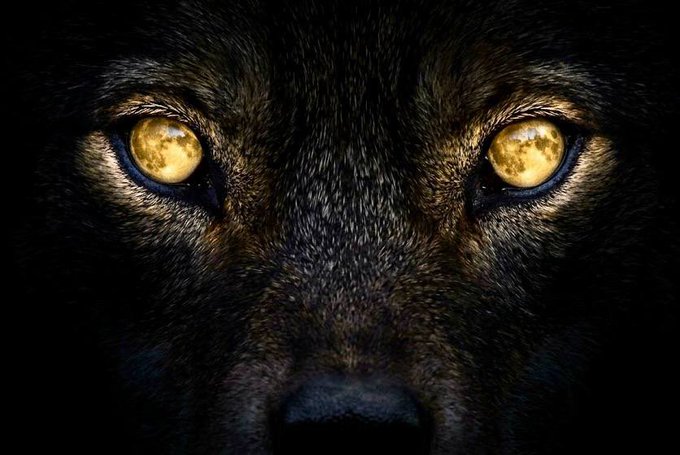 Close-up of a wolf's face emerging from darkness, with striking golden-yellow eyes that appear to reflect a full moon.