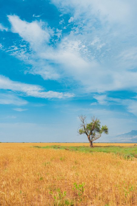 The image features a large tree standing alone in an open field with yellow grass, set against a blue sky filled with clouds. The photo appears to be taken from a distance, as if capturing the scene from afar. The caption "GM - Liminal" suggests that this is a unique or rare moment captured by someone who has never seen it before.