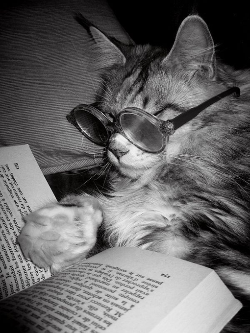 A black-and-white photo of a fluffy cat wearing oversized glasses, resting its paw on an open book.